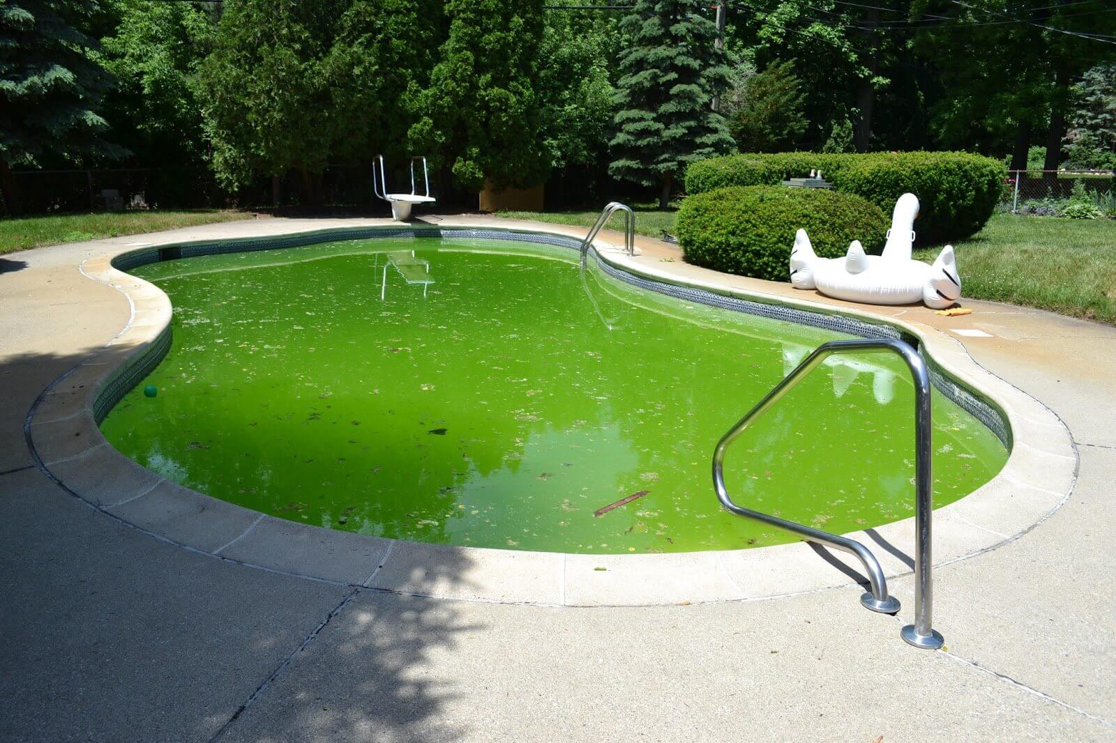 зеленые водоросли в бассейне
